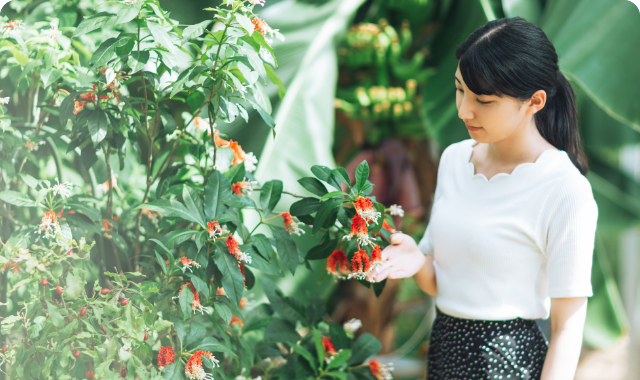 薬用植物園